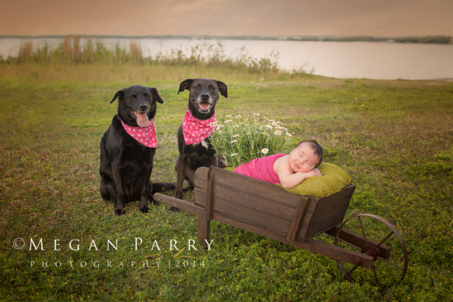 newborn-pet-photography